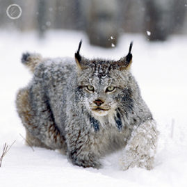 Portfolio carousel 55