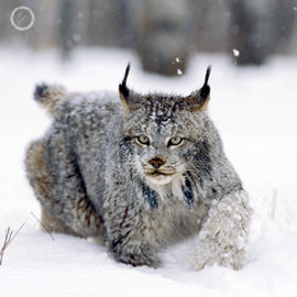 Portfolio carousel 55