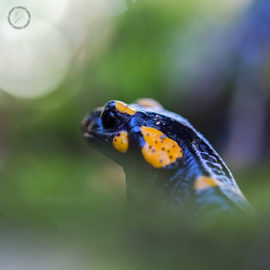 FNP Portfolio carousel 62