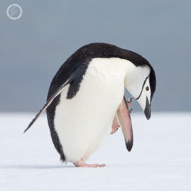 FNP Portfolio carousel 64