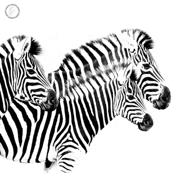 Portfolio carousel 68