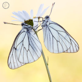 portfolio-carousel-73