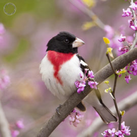 Portfolio carousel Marie Read
