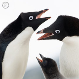 Portfolio carousel Jacqueline