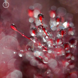 Portfolio carousel Kristel