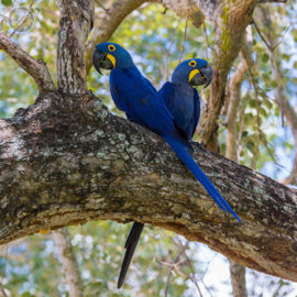 Portfolio carousel Dea