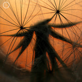 Portfolio carousel Jodie