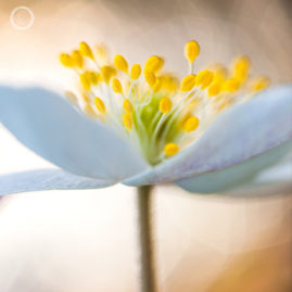 Portfolio carousel Andrea