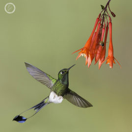 Portfolio carousel Lizet