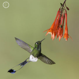 Portfolio carousel Lizet