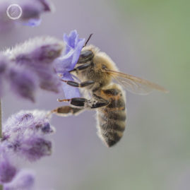 Eleanor Female Nature Photorapher