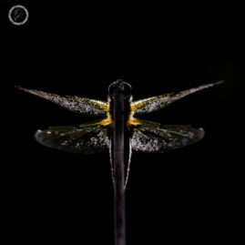 Portfolio carousel Victoria FNP