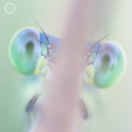 Portfolio carousel Paulien