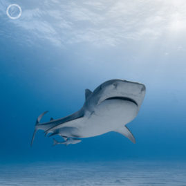 Portfolio carousel Bethany