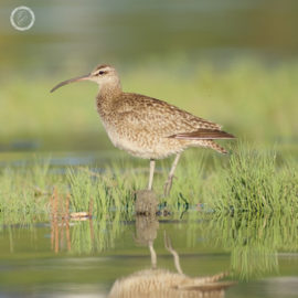 Portfolio carousel Kameko
