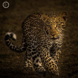 Portfolio carousel Moira