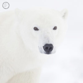 Portfolio carousel Ruth