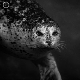 Portfolio carousel Sam