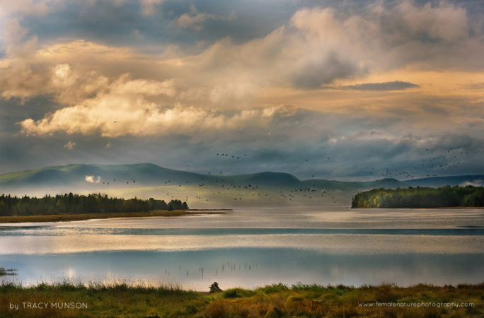 Storm Clouds and Startled Geese