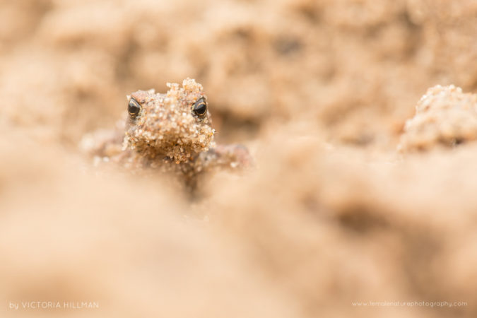 Sand Monster Common toad (Bufo bufo), Newborough Warren, Anglesey, UK
