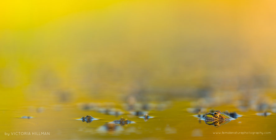 Autumn Reflections - Perez's Frog (Pelophylax perezi), Somerset Levels, Somerset, UK